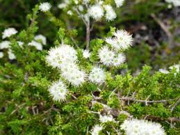 Image result for Kunzea