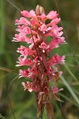 Image result for Satyrium hallackii