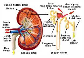 7 Bagian Nefron Lengkap Fungsi Dan Gambar Markijar Com