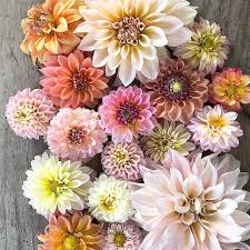 Allison Blue Mountains Nsw On Instagram Sunday Sorbet Love Sydney Summer Beautiful Rustic Botanical Bloom Bloom Flowers Botanical Collection