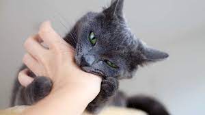 kedim neden beni isirmaya calisiyor kedi9 com