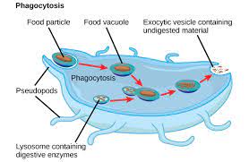 Unique Features Of Animal And Plant Cells Biology For Majors I
