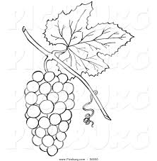 Black And White Vines Clipart Royalty Free Agriculture Stock Designs Clip Art Pictures Grape Bunch Clip Art