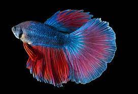 Types Of Betta Fish By Tail Pattern And Color With Photos Betta Fish Types Betta Fish Betta