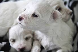 We did not find results for: How Many Puppies Can A Maltese Have In A Litter Usually