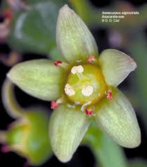 Image result for Anacardiaceae