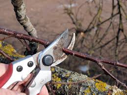 With upright branches that spread as the tree ages, kwanzan features abundant, double flowers. How To Prune Weeping Cherry Trees Top Tips