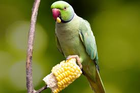 Types Of Birds You Can Have As Pets Learn The Different Types Of Fresh Vegetables You Can Feed To Your Pet Birds Such As Carrots Broccoli Snap Peas And More Pet Birds Pets Pet Bird