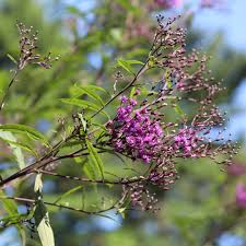 Image result for Vernonia brachycalyx