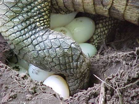 Mga resulta ng larawan para sa siamese crocodile eggs"