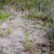 Image result for Bulbostylis hispidula