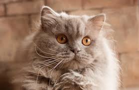 British longhair cat breeders near you are you a cat breeder who isn't listed? Cat Lilac British Longhair Mystart