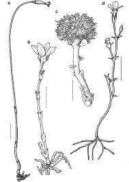 Image result for Exochaenium