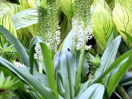 Image result for Eucomis autumnalis