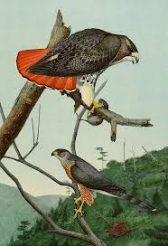 Peregrine Falcon Birds Of Prey New York Scientific Illustration In 2020 Scientific Illustration Birds Painting