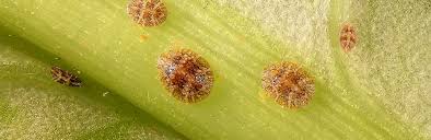 Maybe you would like to learn more about one of these? Scale Insects Control Identification Love The Garden
