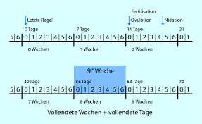Die aktuelle tabelle der bundesliga mit allen informationen zu punkten, toren, heimbilanz, auswärtsbilanz, form. Embryologie Und Fruhschwangerschaft Springerlink