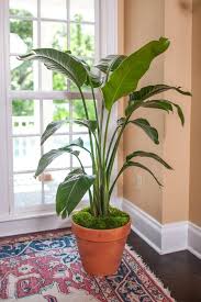 Bird Of Paradise Plant For Sale Near Me White Bird Of Paradise Tropical Plants For Indoors Plantz Online Store In 2020 Plants Birds Of Paradise Birds Of Paradise Plant