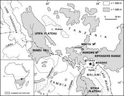 Image result for Kohautia microflora