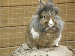 Se vi state chiedendo quanto vive un coniglio nano, probabilmente la risposta non vi farà molto piacere: Come Prendersi Cura Di Un Coniglio Nano Ariete