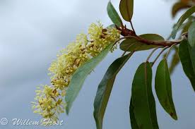 Image result for Croton gratissimus