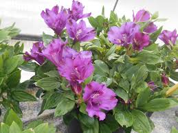 Image result for foto moud Forsterův