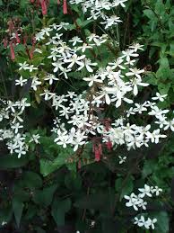 The most popular color of them all! Clematis Recta Purpurea Peak Cottage Plants