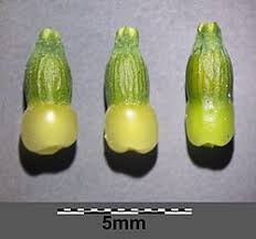 Image result for Thesium multiramulosum