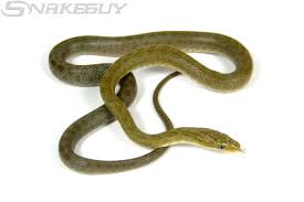 Image result for Triaspis