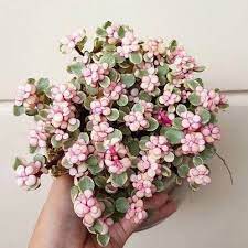 Portulacaria Afra Variegata Rainbow Bush Variegated Elephant Bush Portulacaria Afra Tricolor Rare Live Succulent Pla Plants House Plants Planting Succulents