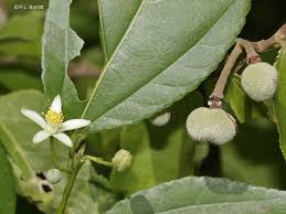 Image result for Grewia glandulosa