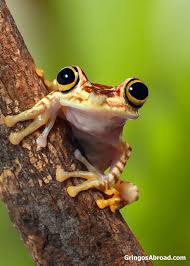 Ecuador Amazon 8 Things To Know Before Visiting The Amazon Rainforest Rainforest Animals Amazon Rainforest Animals Amazon Animals