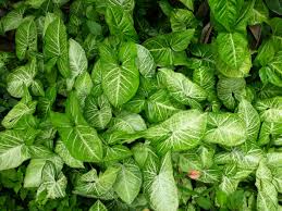 Image result for Syngonium