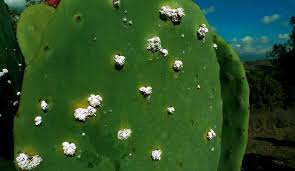 They are difficult to get rid of but. Scale Insects How To Kill Control And Prevent These Pests