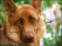 Here is the next day in the life vlog! Kaiser By Kauri On Deviantart German Shepherd Colors German Shepherd German Shepherd Dogs