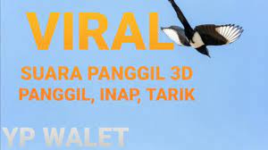 Viral Suara Panggil 3d Panggil Inap Dan Tarik Youtube