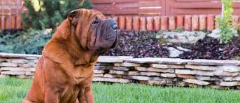 Some are more expensive and can reach a price of $3,000 because of bloodline or show quality, and other factors like the breeder's location and popularity, the pup's gender, as well as their availability. Chinese Shar Pei All About Dogs Orvis