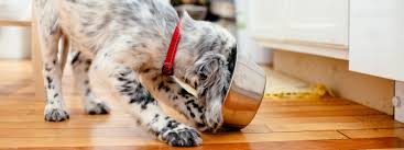 We did not find results for: Fda Dog Food Recall More Than 100 Dogs Have Now Died After Eating Tainted Food Self