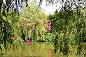 We did not find results for: Beautiful Park With Willow Trees And Flowers Stock Photo Picture And Royalty Free Image Image 13914263