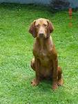 Vizsla Dog Breed Information and Pictures