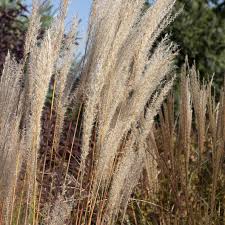 Image result for Miscanthus violaceus