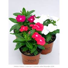 Dalle sempreverdi a quelle che producono molti fiori. Vinca Pervinca Sposini Pianta Perenne Con Fioritura Abbondante Per Giardini Bordure Aiuole Terrazzi E Balconi