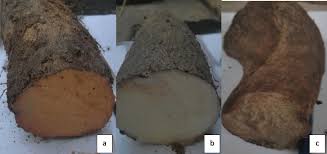 Image result for Dioscorea praehensilis