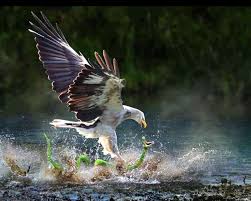 Birds Of Prey Images Download Eagle Catches A Snake Hd Wallpaper Wallsev Com Download Free động Vật Eagles đại Bang