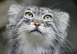 Check out skillshare and get your first 2 months free. Pallas Cat Cotswold Wildlife Park And Gardens