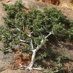 Image result for Boscia foetida