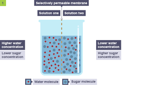 Transport Across Membranes Revision 4 National 5 Biology Bbc Bitesize