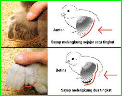 Perlu diketahui, anak ayam bangkok yang memiliki bulu terlalu lebat justru menghabiskan porsi gizi dari. Cara Membedakan Anak Ayam Jantan Dan Betina Daftarhewan Com