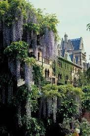 We have a wisteria that is 6 years old. How To Move A 10 Year Old Wisteria Bush
