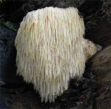 Meaning both the it seems difficult and purposefully obtuse to find the details about how the lions mane is extracted for different products and that the extraction method is. The Lion S Mane Mushroom